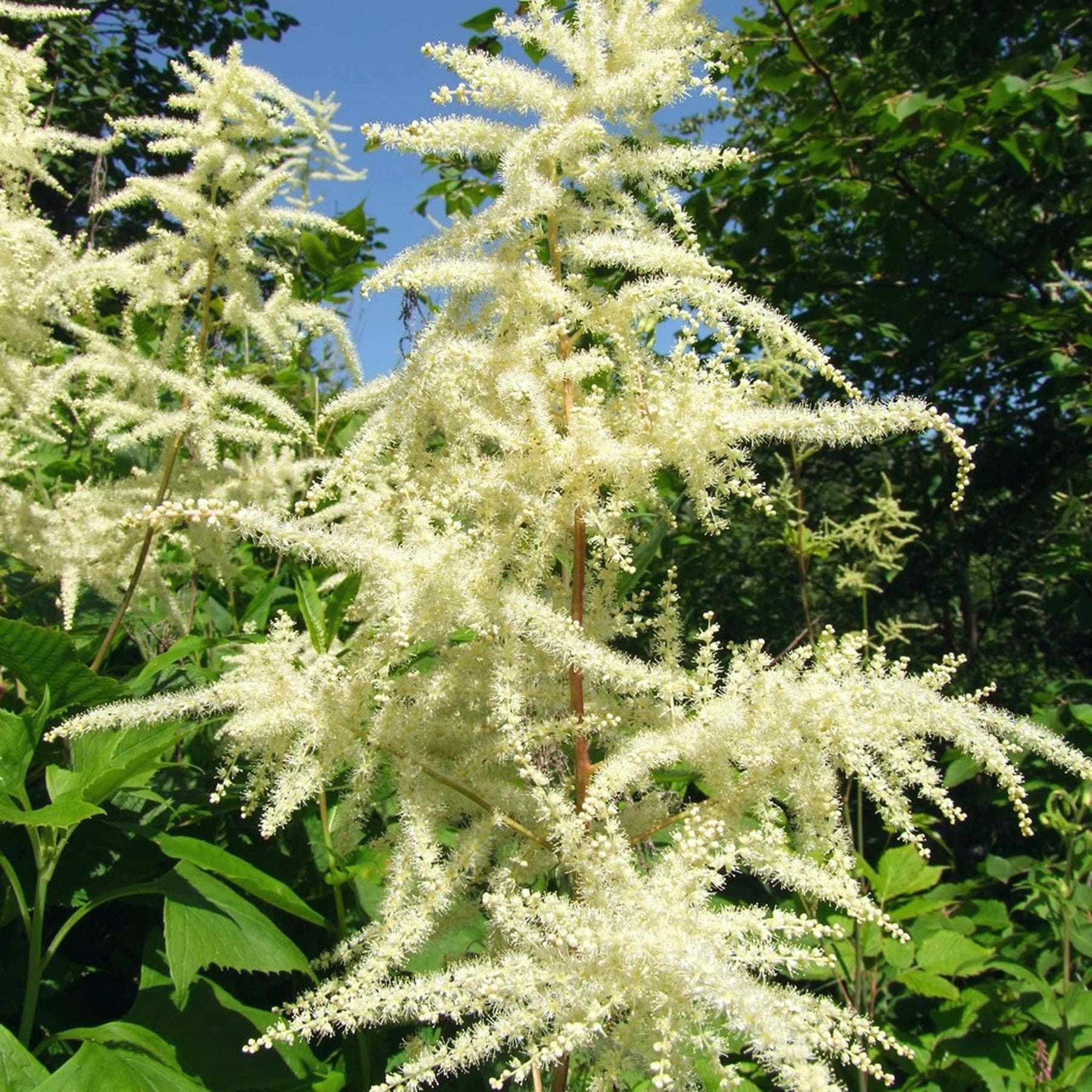 Heirloom Non-GMO Aruncus Flower Seeds for Planting – Elegant Garden Perennial Blooms - Non-GMO for planting in home garden