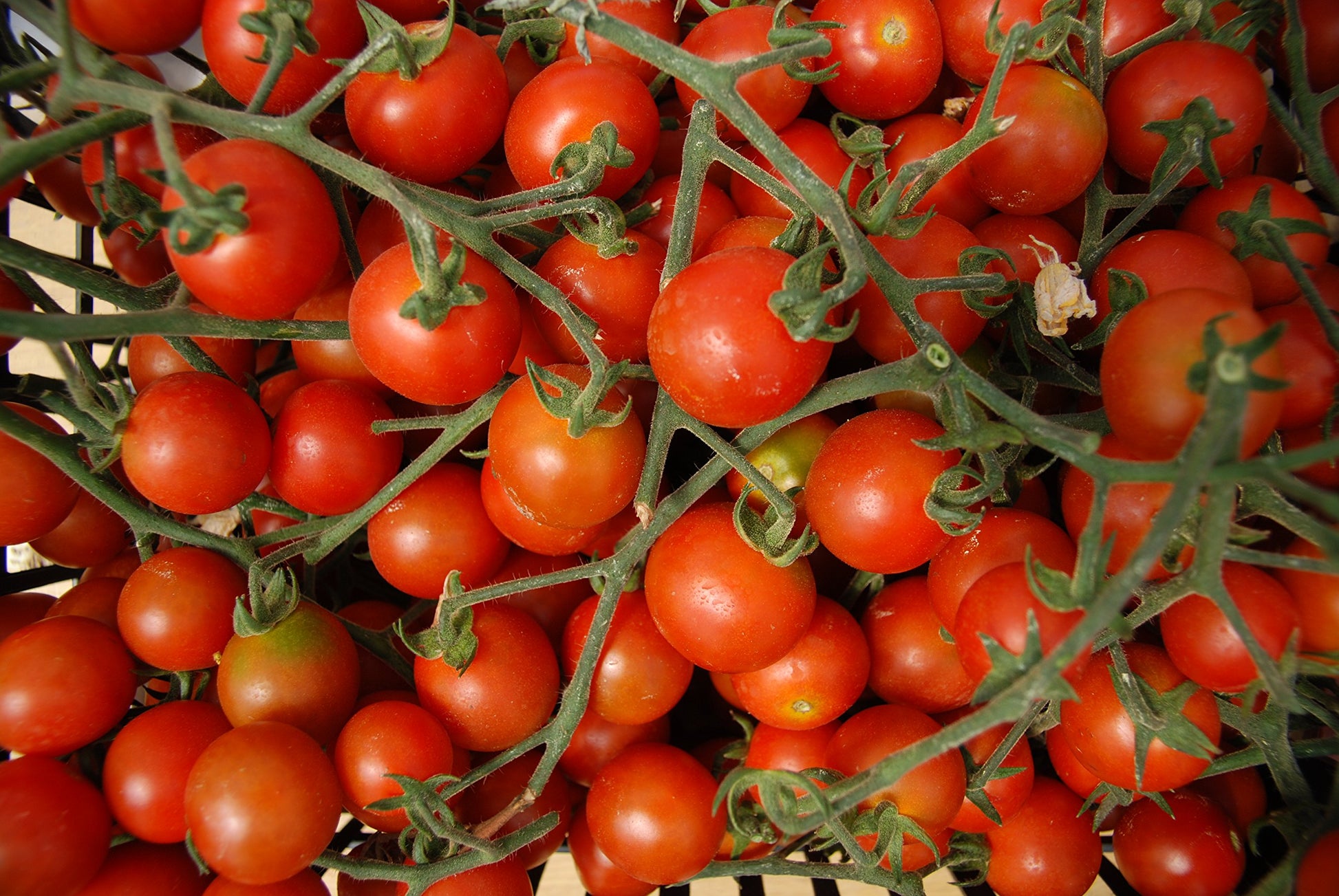 Sweetie Cherry Tomato Red Tomato Plant - for planting in home garden