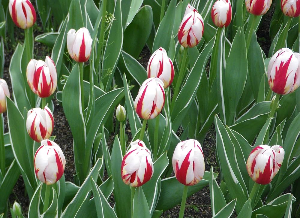 Salsa Tulip Seeds