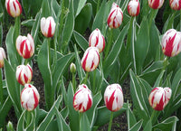 Salsa Tulip Seeds