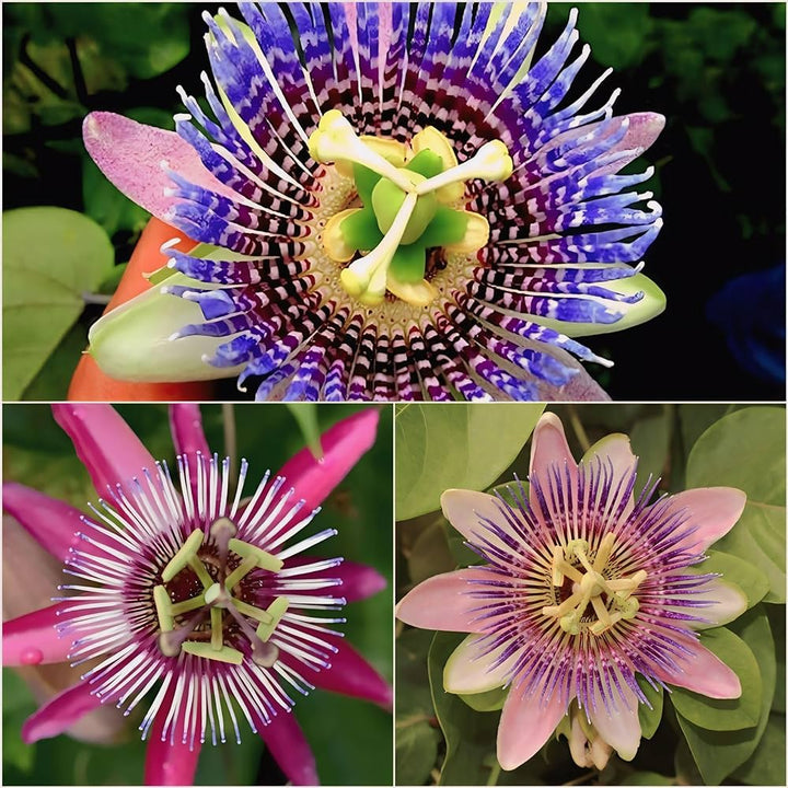 Heirloom Non-GMO Multi-Colored Passion Flower Seeds for Planting – Exotic Climbing Vine Bloom Seeds