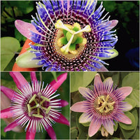 Heirloom Non-GMO Multi-Colored Passion Flower Seeds for Planting – Exotic Climbing Vine Bloom Seeds
