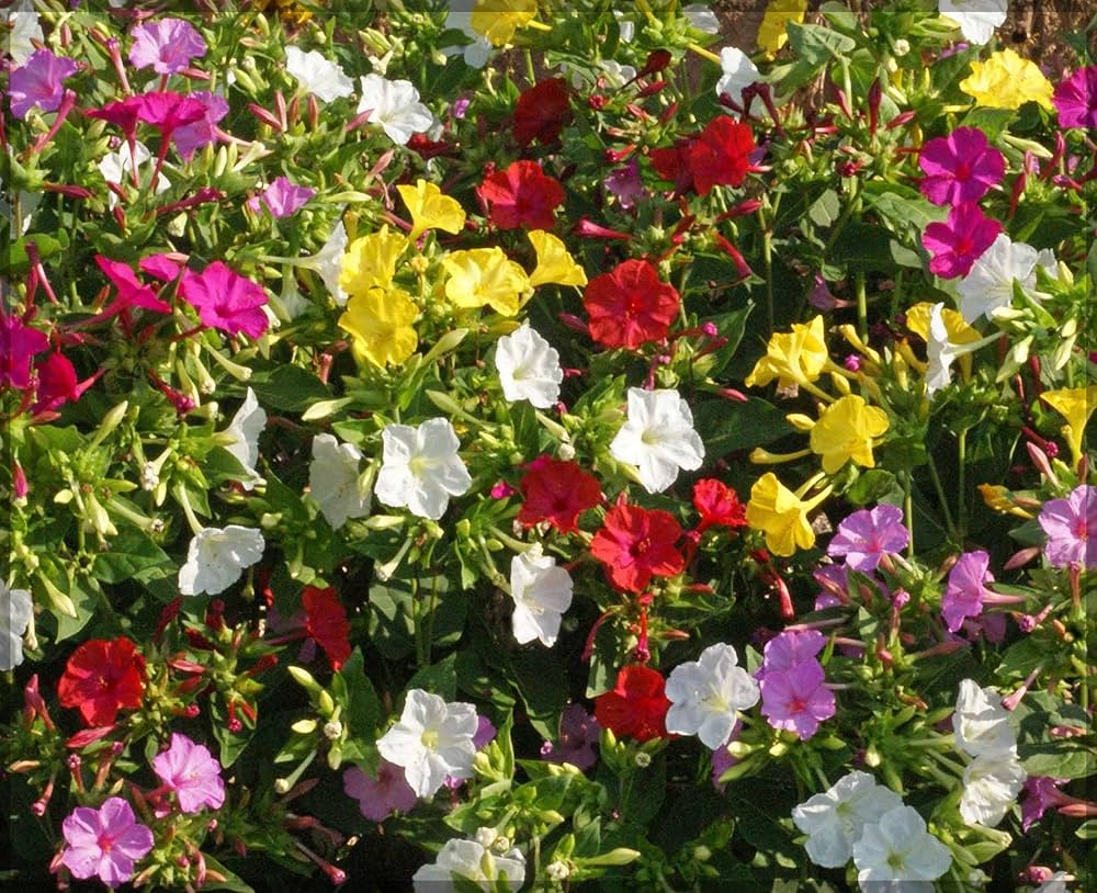 Four O'Clocks- Tall Mix