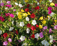 Four O’Clock Flower Mix Mirabilis Jalapa Flower Seeds for Planting in Backyard Gardening and Evening Bloom Areas