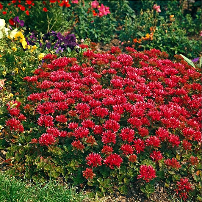 Heirloom Non-GMO Sedum Ground Cover Flower Seeds for Planting – Drought-Tolerant Blooming Seeds