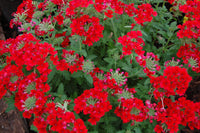 Verbena Red Annual Flower Seeds for Garden