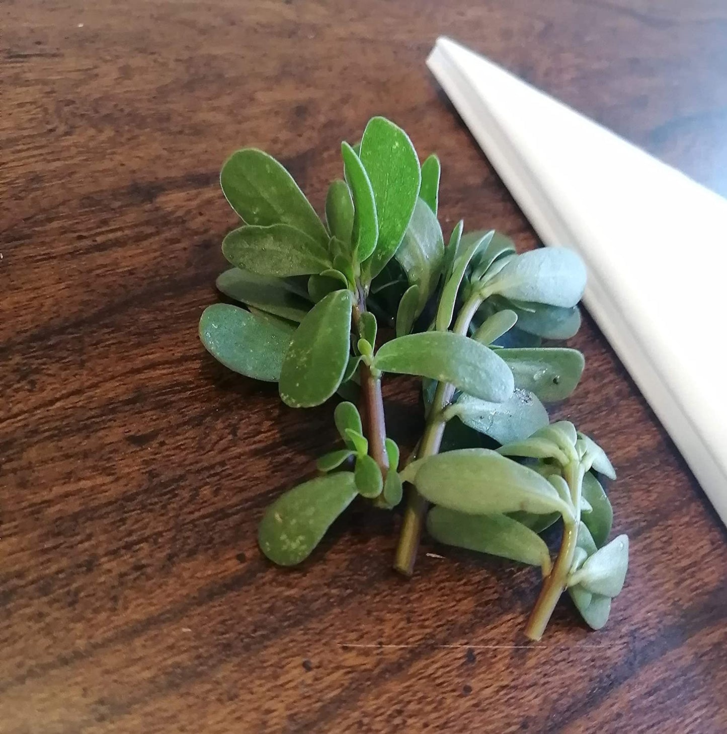 Purslane, Red Gruner – Microgreen Seed