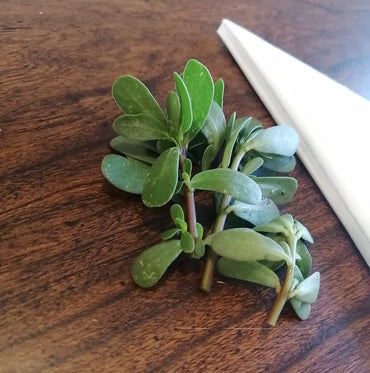 Purslane, Red Gruner – Microgreen Seed