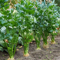 Tendercrisp celery plant grown from seeds with thick, crunchy green stalks and leafy tops
