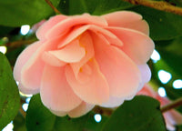 Heirloom Non-GMO Camellia Peach Flower Seeds for Lush Garden Planting for planting in home garden