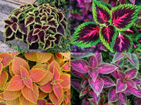 Coleus Coleus scutellarioides Flower Seeds for Planting in Indoor Pots