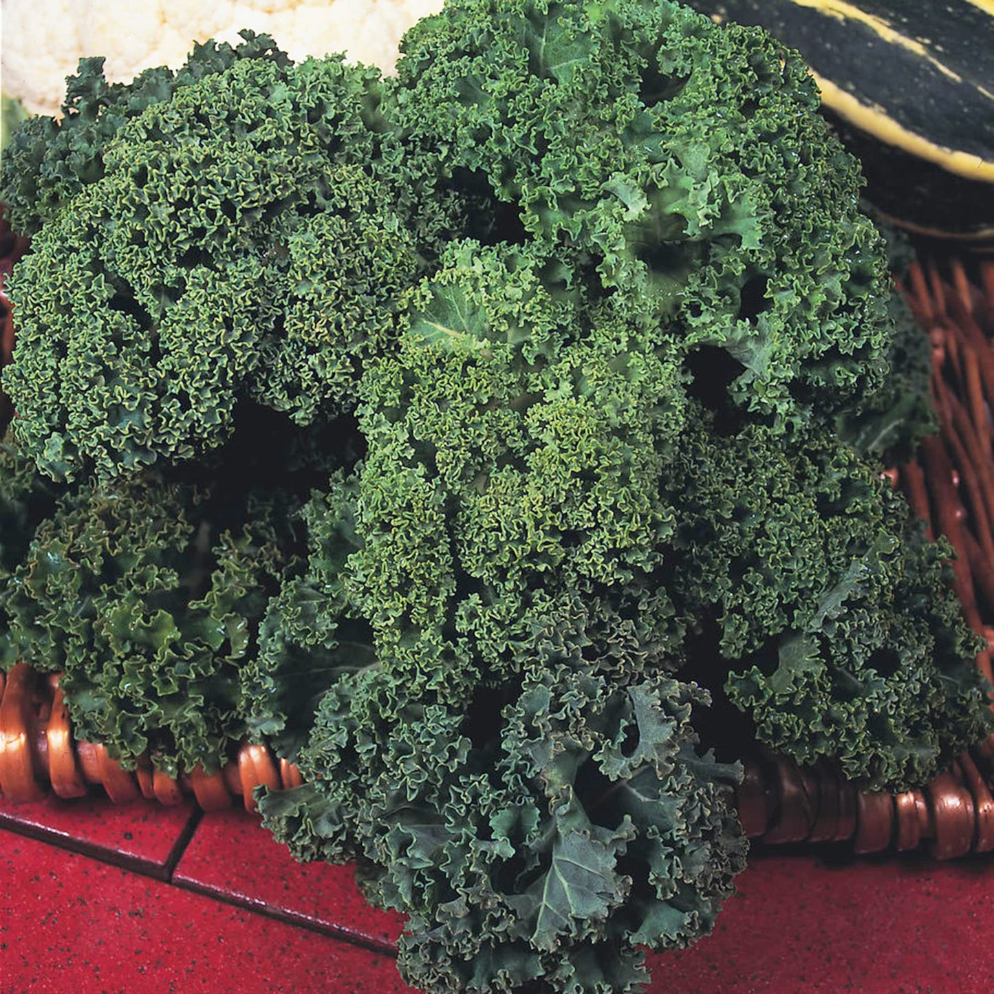 Winterbor – Kale Seed