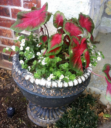 Freida Hemple Fancy Leaf Caladium