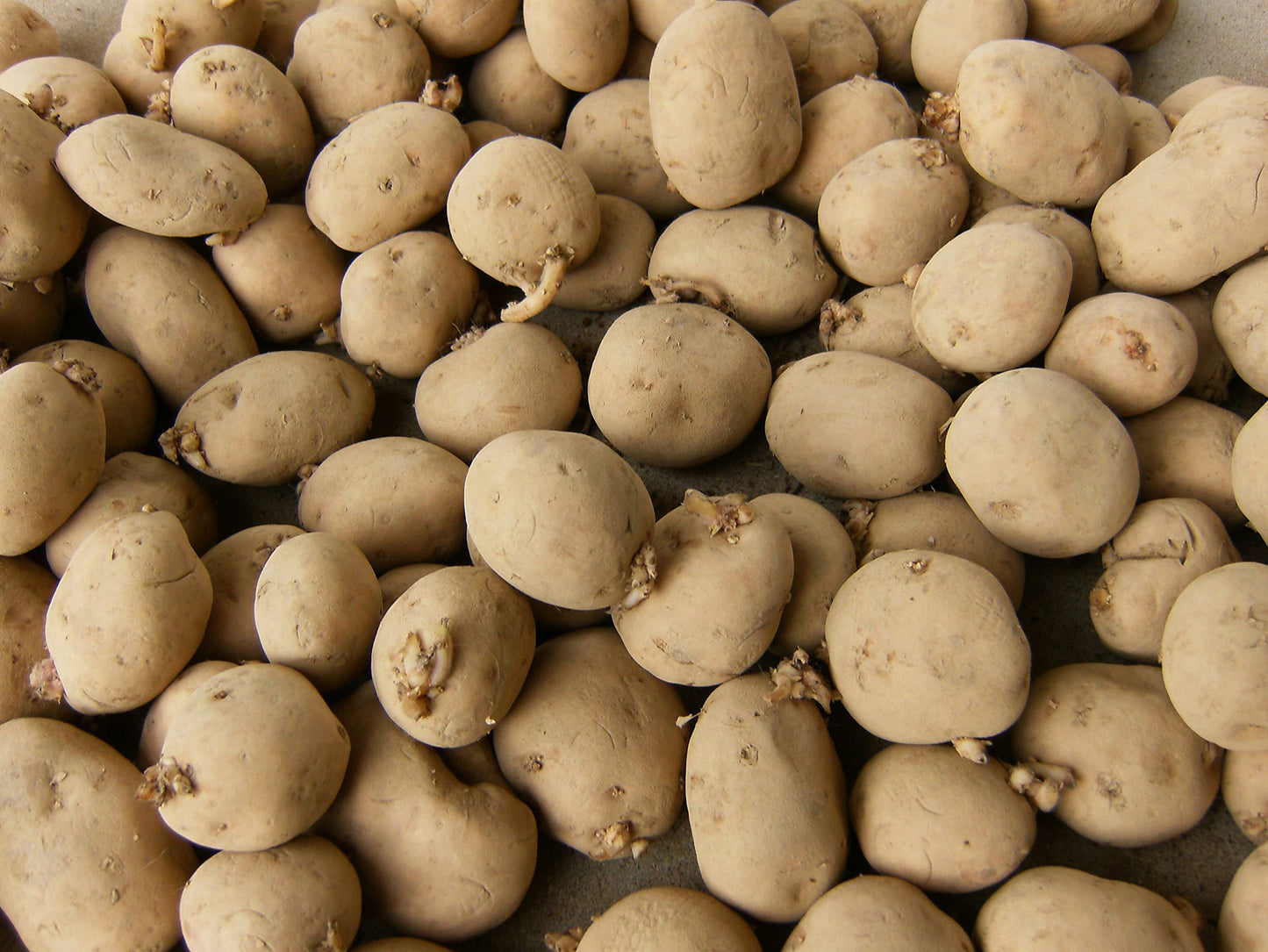 Gold Rush – Seed Potatoes