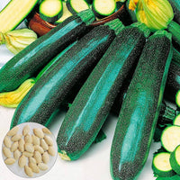 Classic (Green Zucchini) for planting in garden