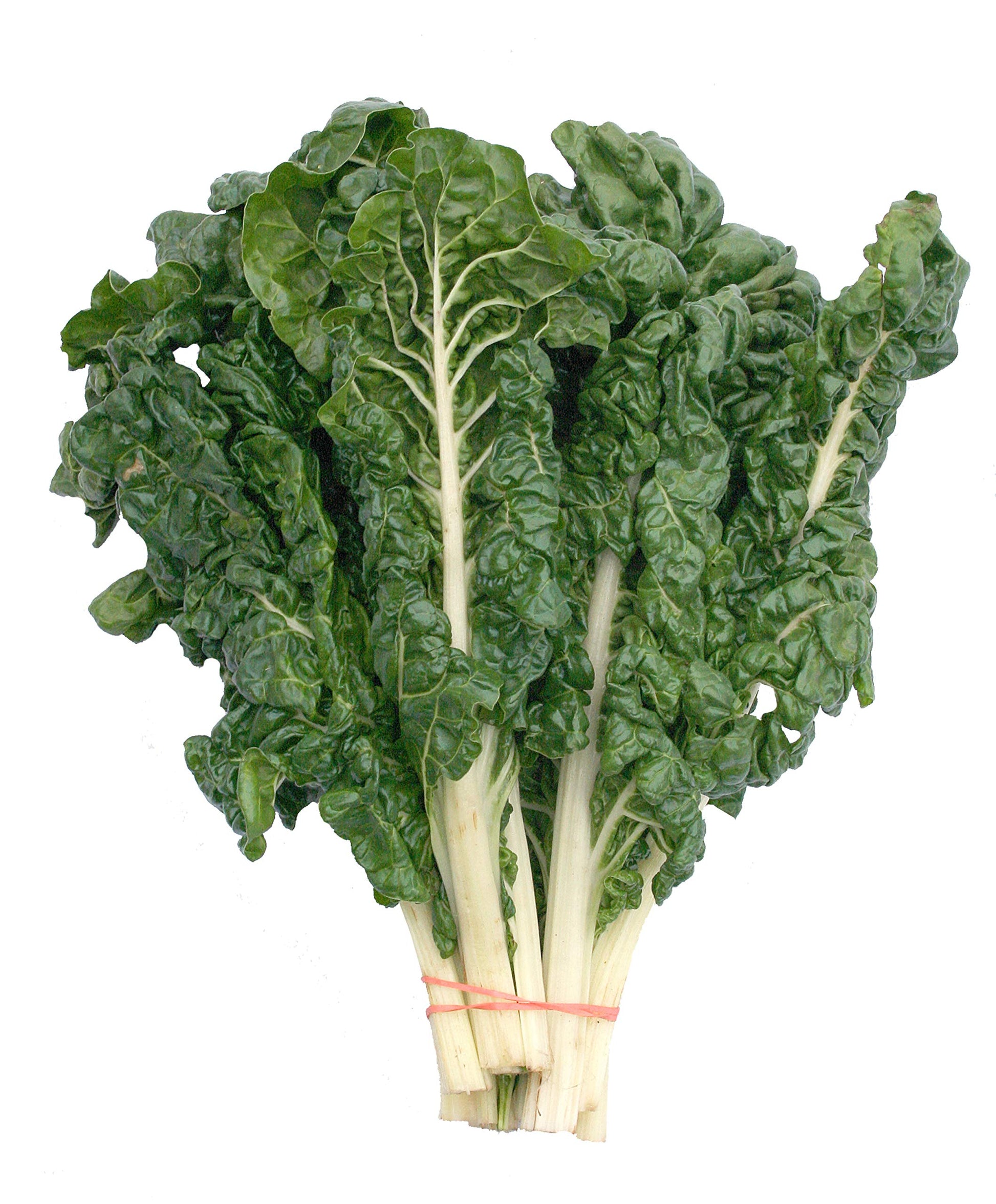 Swiss Chard Fordhook seeds (Non-GMO) growing into leafy green plants with thick white stalks and nutritious, tender leaves