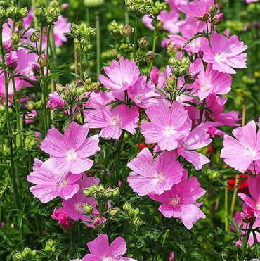 Pink Checkerbloom Flower Seeds for Colorful Gardens - 100 pcs