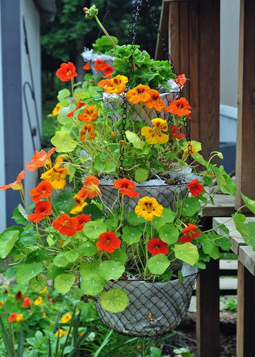 Nasturtium ‘Jewel Mix’ flower seeds – vibrant edible garden blooms