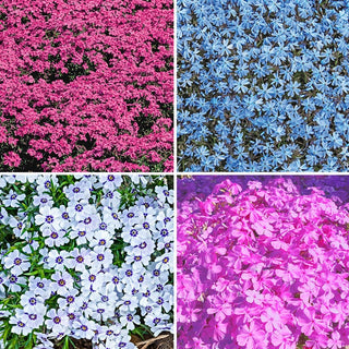 Carpet Phlox Collection