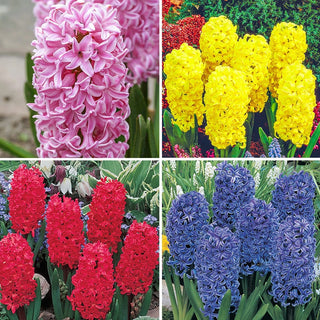 Perfumed Mosaic Hyacinth Collection Seeds