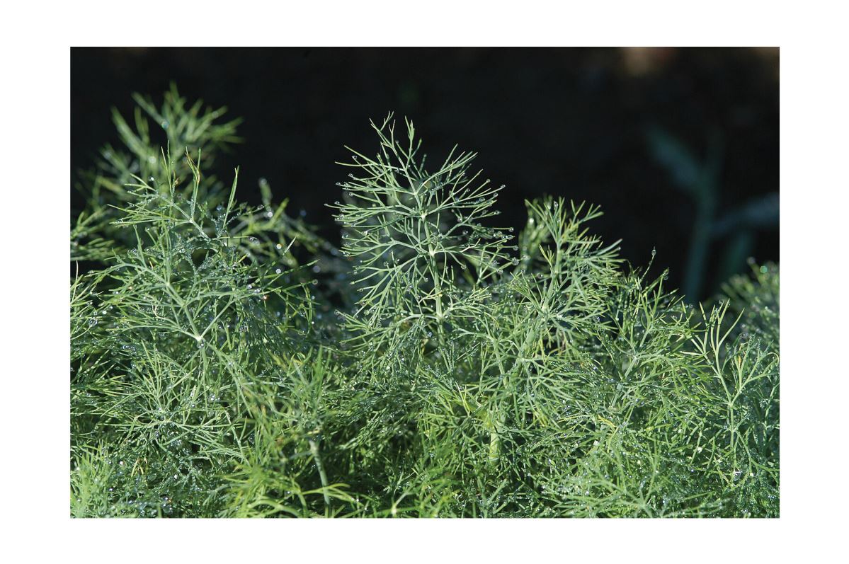 Fernleaf – Dill Seed
