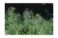 Fernleaf – Dill Seed