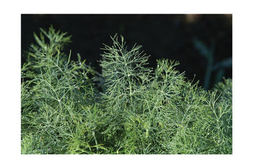 Fernleaf – Dill Seed