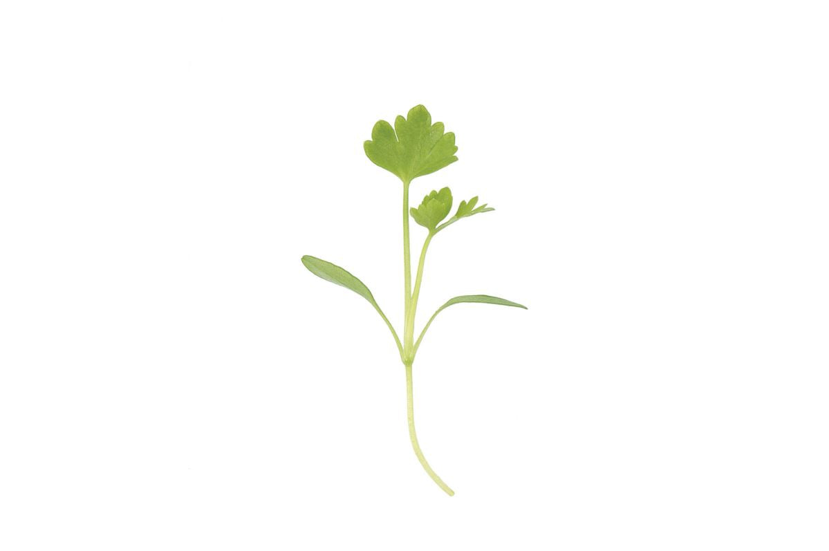 Cutting Celery – Microgreen Seed