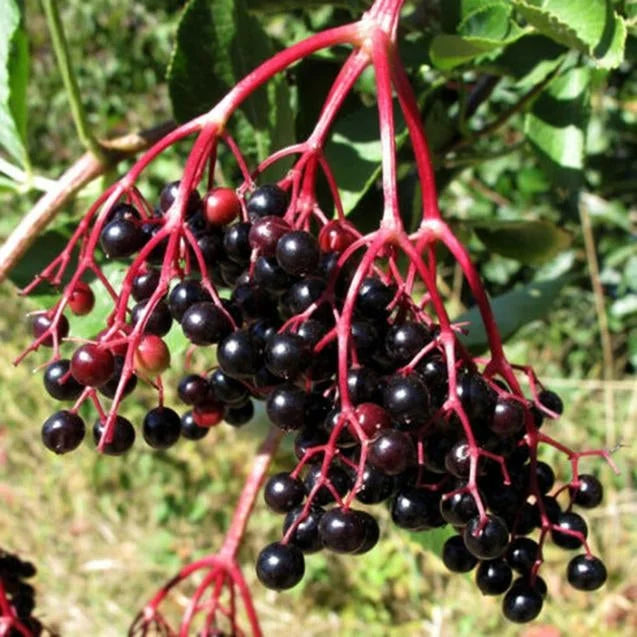 Elderberry Green Polygonum Japonicum Seeds