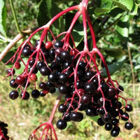 Elderberry Green Polygonum Japonicum Seeds