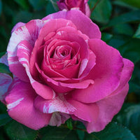 Parade Day Grandiflora Rose