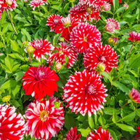 Davos Dinnerplate Dahlia