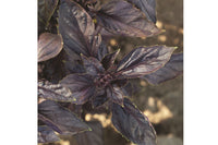 Red Rubin – Organic Basil Seed