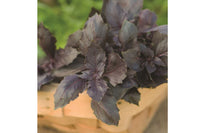 Red Rubin – Basil Seed