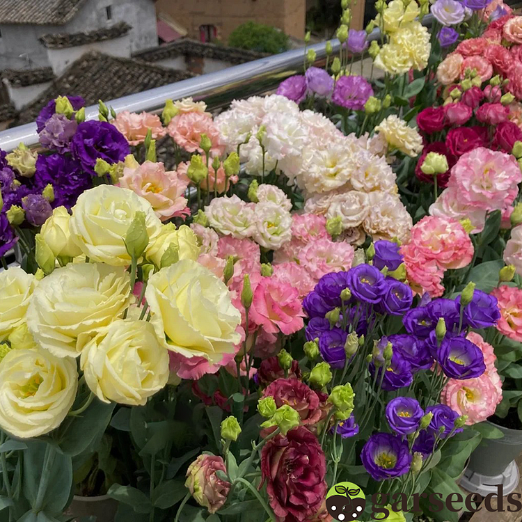 Mixed-Color Eustoma Thornless Rose Lisianthus Seeds