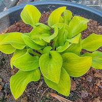Sun Mouse Mini Hosta