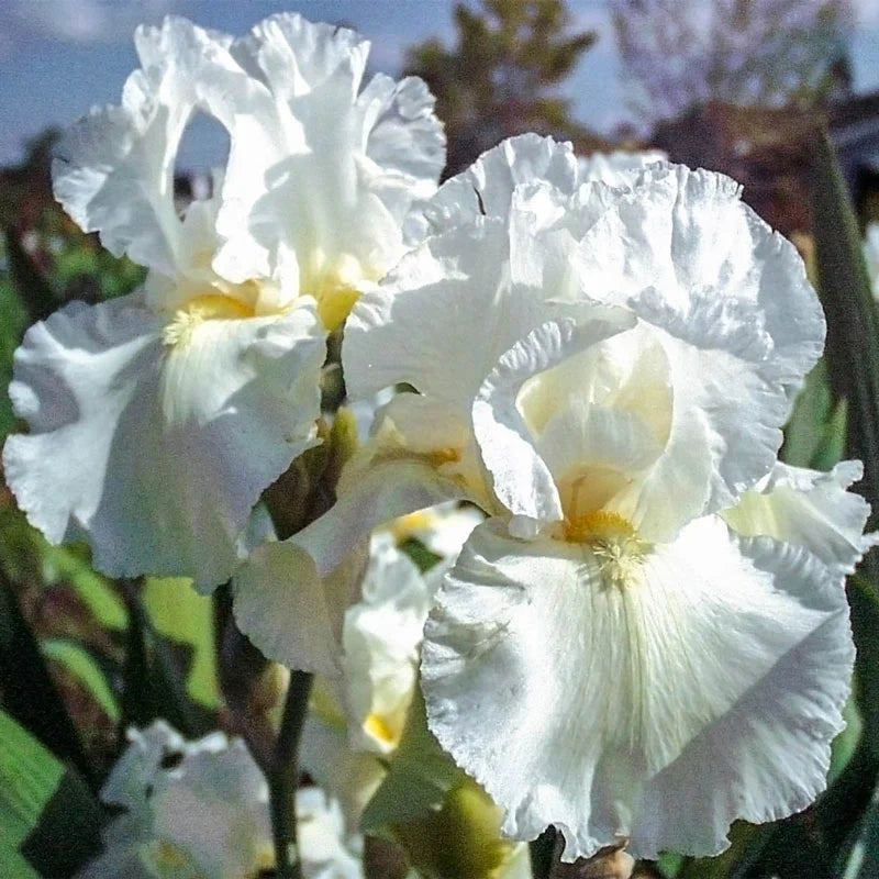 Frequent Flyer Reblooming Bearded Iris Seeds