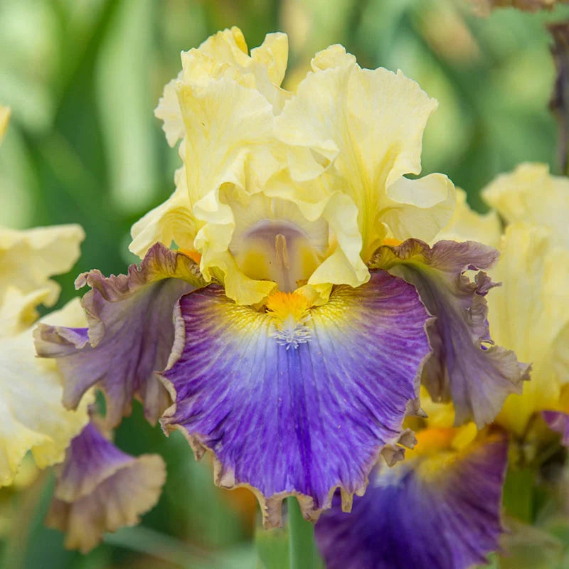 Style Traveller Bearded Iris Seeds