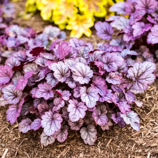 Milan Heuchera