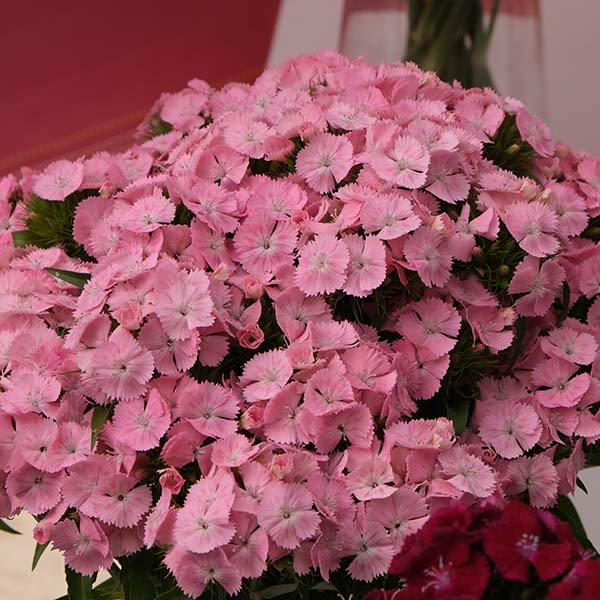 Barcelona Pink – Dianthus Seed