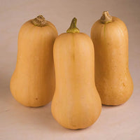 Squash Organic Seeds