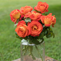 Burst of Joy Floribunda Rose