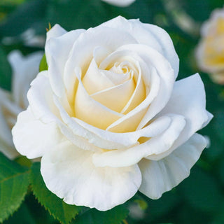 Easy Spirit Floribunda Rose