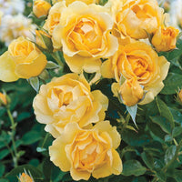 Julia Child Tree Rose