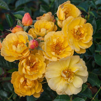 Sunshine Happy Trails Groundcover Rose
