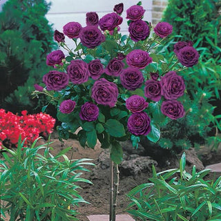 Ebb Tide 24 Patio Tree Rose