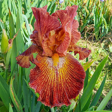 Dash of Spice Bearded Iris Seeds