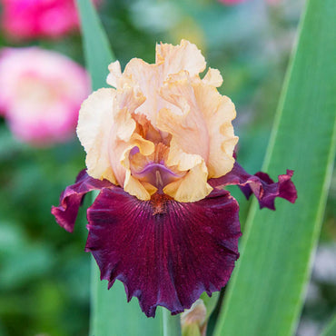 Frimousse Bearded Iris Seeds