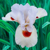 Eyes On You Aril Iris