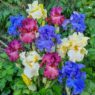 Stars and Stripes Bearded Iris Mixture Seeds